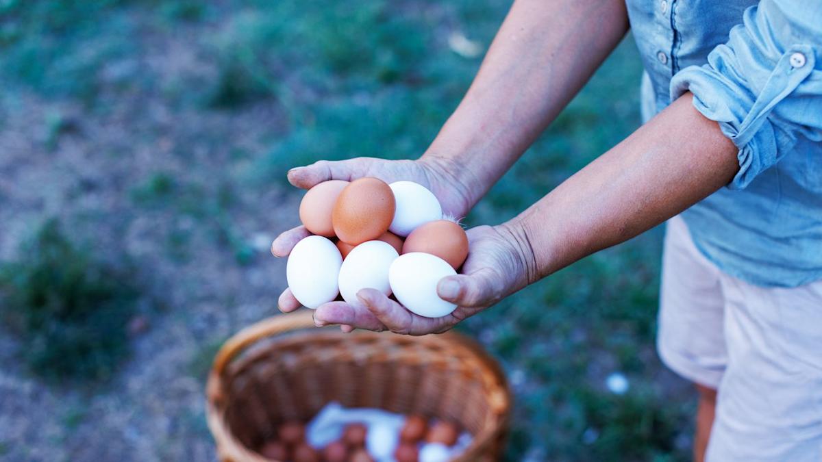 Featured image for Dietitians Compare Brown and White Eggs for Health Benefits