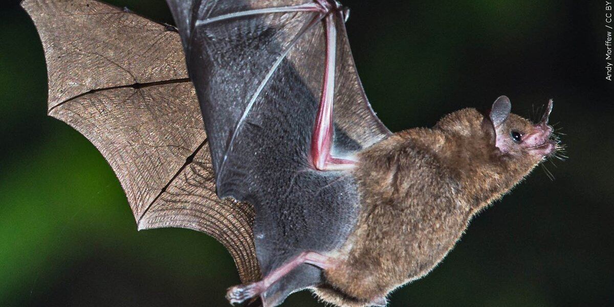 Featured image for "Health Authorities Seek Individual Exposed to Rabid Bat at Louisville Restaurant"