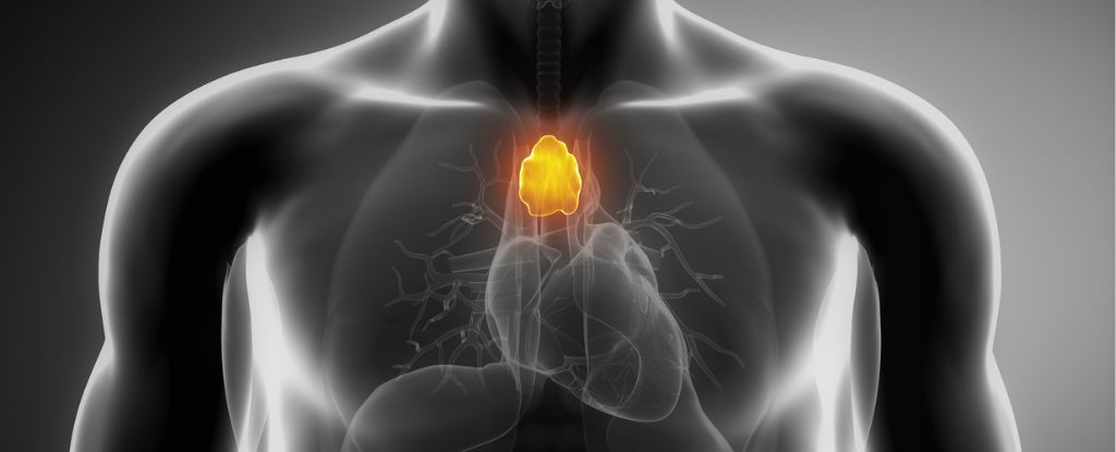 Featured image for The Surprising Cancer-Fighting Potential of the 'Useless' Organ