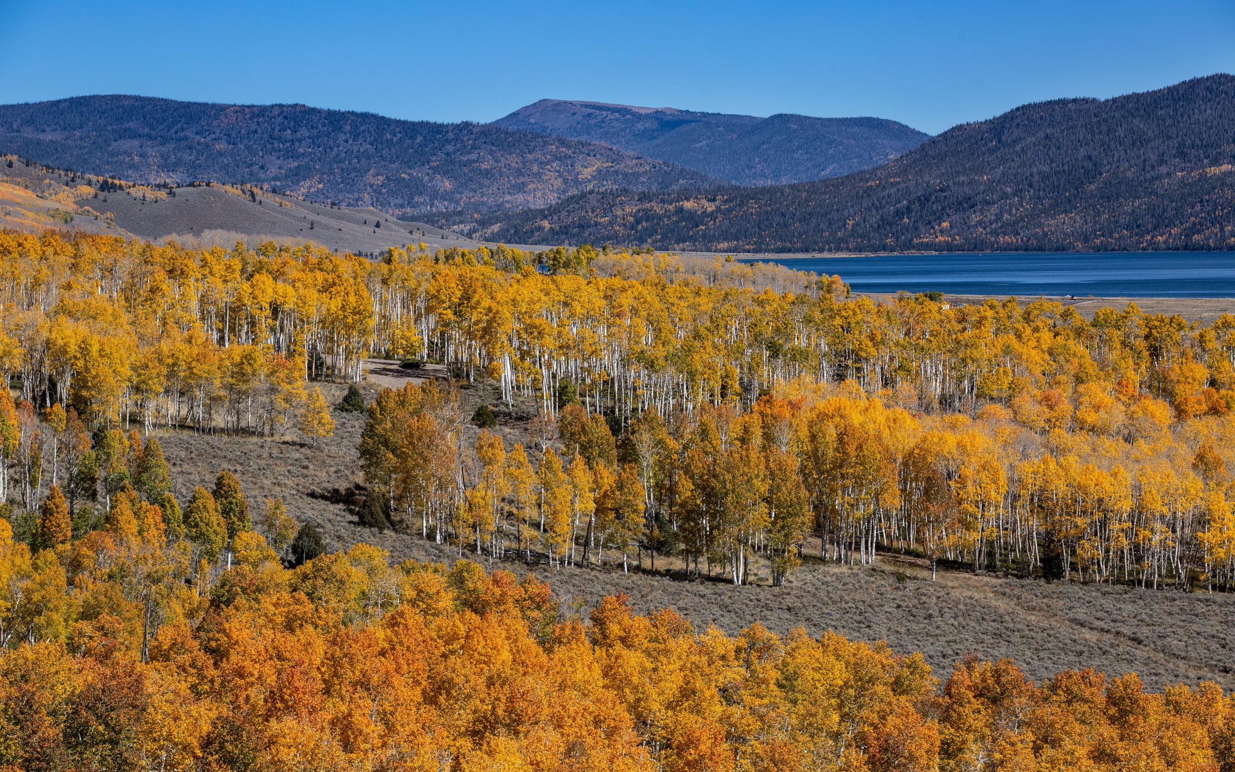 Featured image for Ancient Utah Clone Forest Among Earth's Oldest Organisms