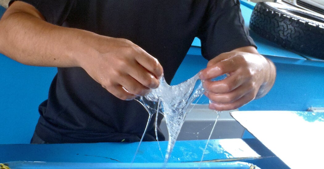 Featured image for Unveiling the Evolutionary Secrets of the Slimiest Sea Creature through Genomic Sequencing