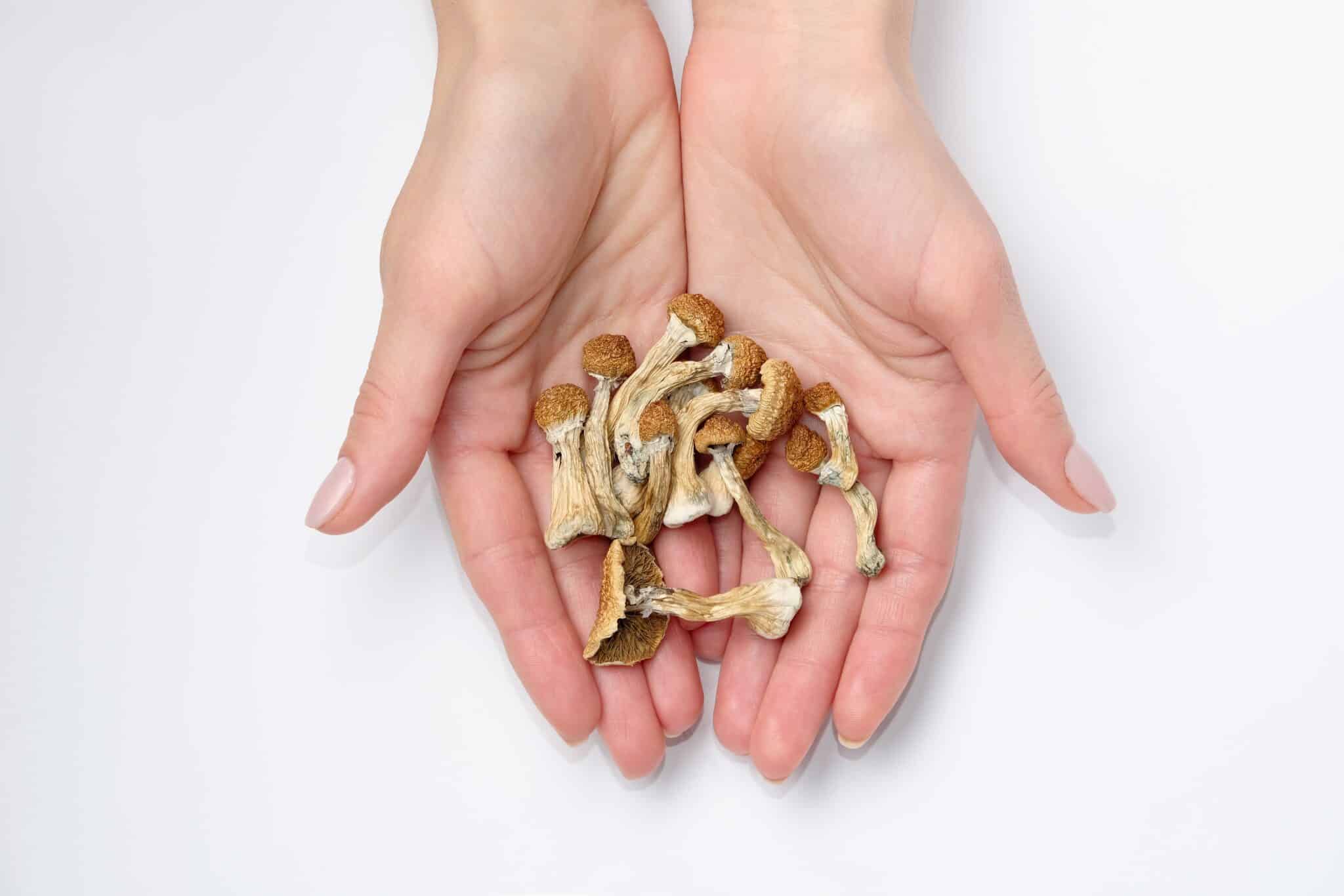 Featured image for Psilocybin Shows Promise in Slowing Cellular Aging and Extending Lifespan