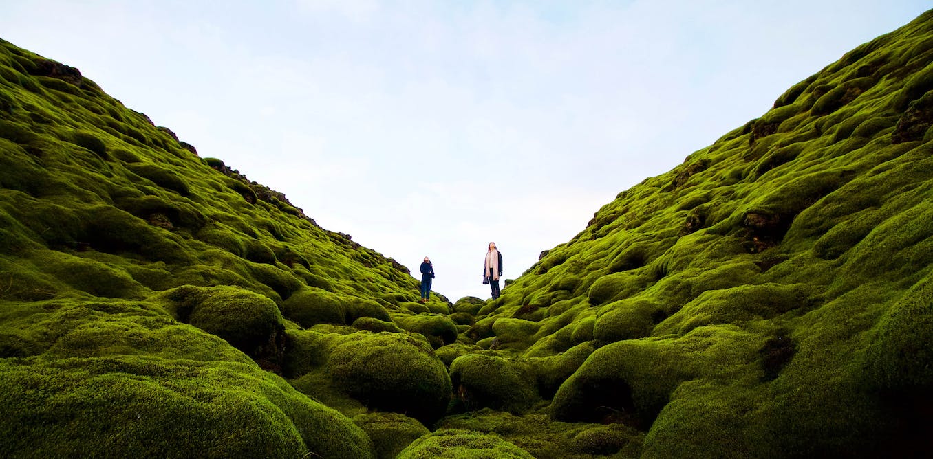 The Vital Role of Moss in Ecosystems and Climate Change Mitigation