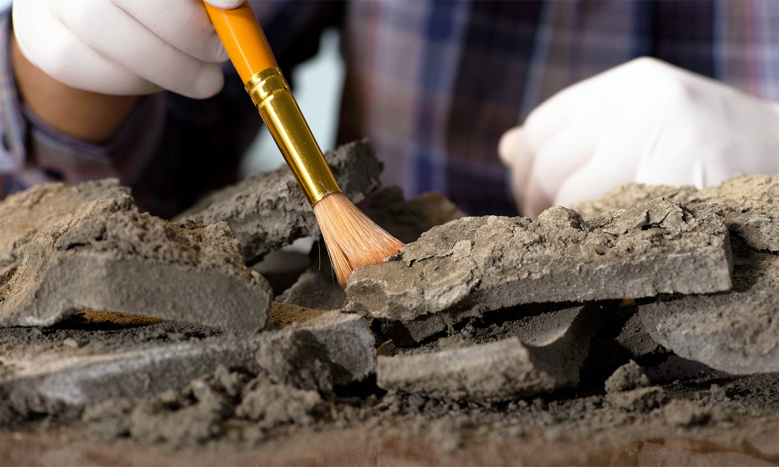 Featured image for Ancient 520-Million-Year-Old Fossil Reveals Preserved Brains and Guts