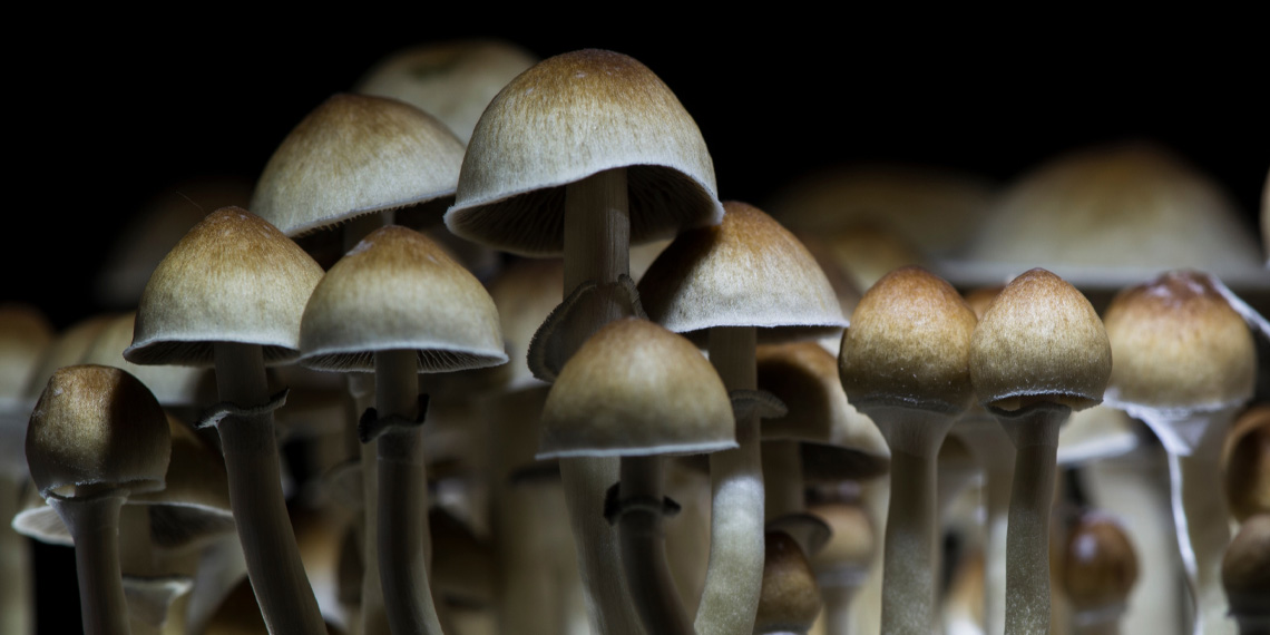 Featured image for Psilocybin Triggers Major Brain Network Changes, Revealing Psychedelic Insights