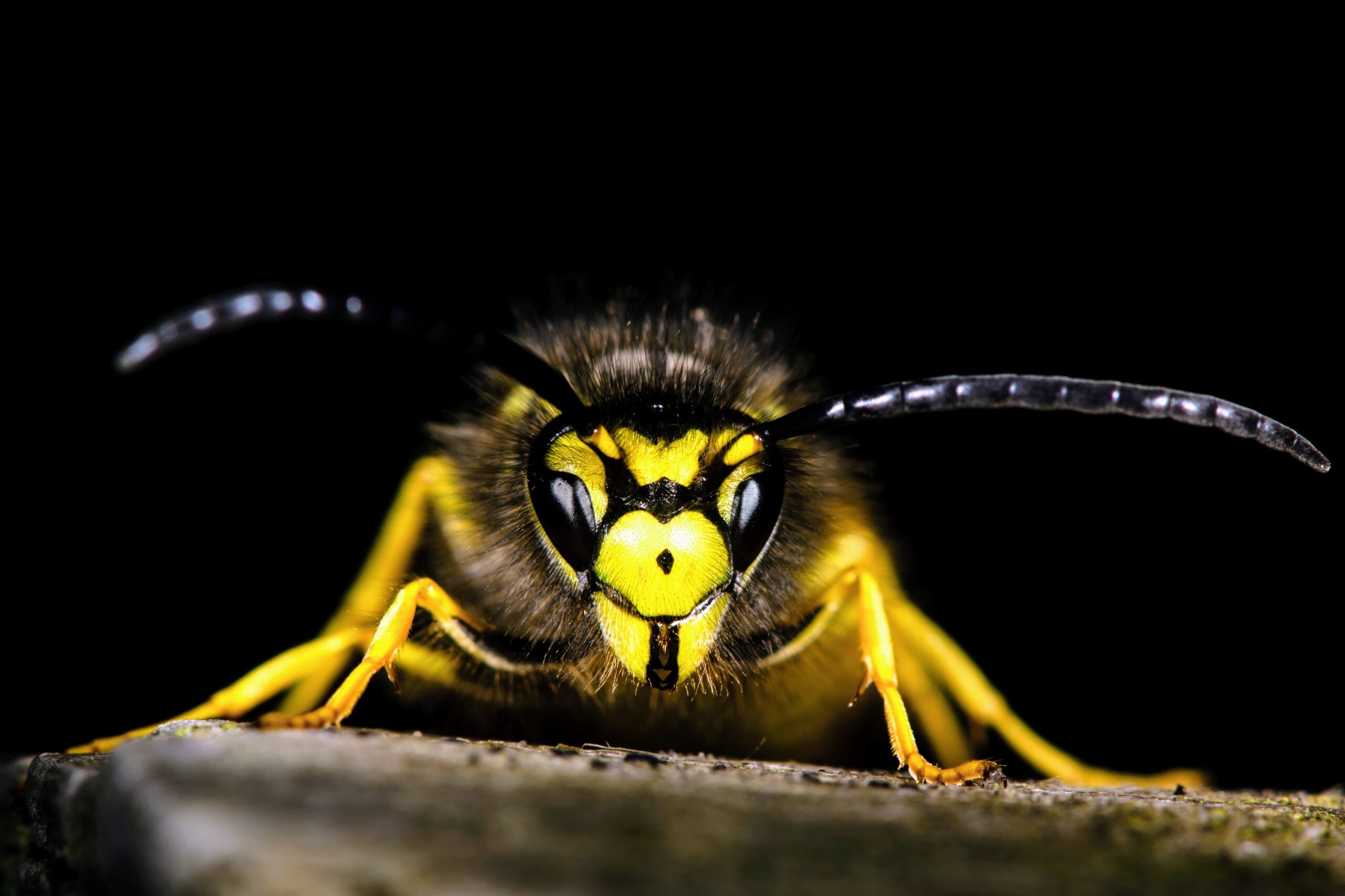 Unveiling the Genetic Odyssey of Common Wasps through Citizen Science