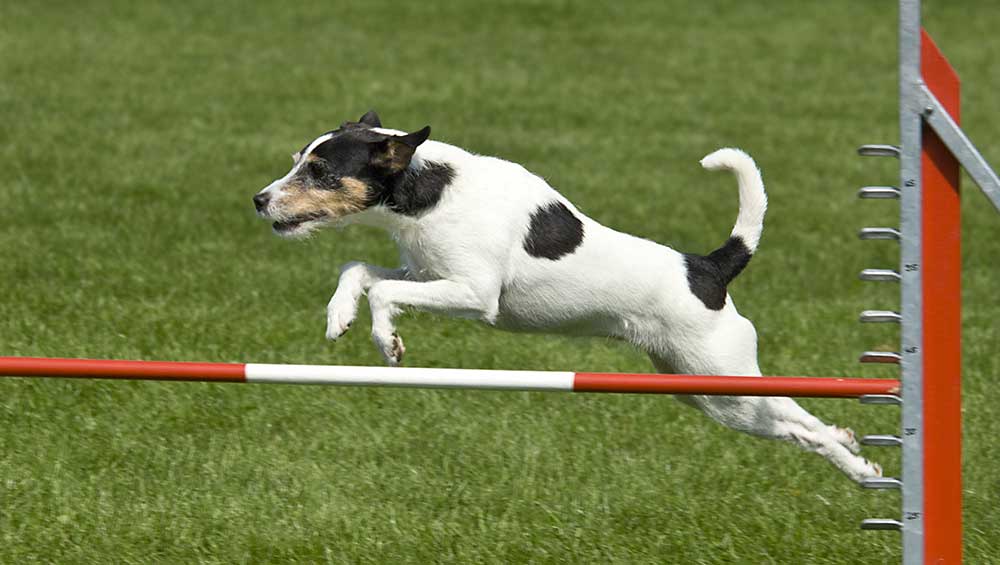 Featured image for Tech Stocks Maintain Winning Streak, Presenting Buying Opportunities