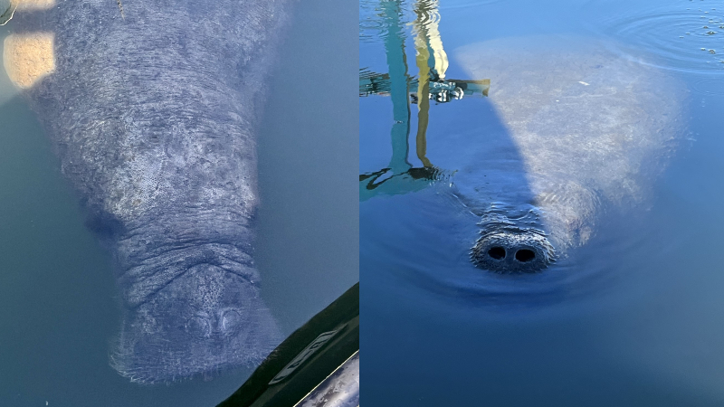 Featured image for Tragic End for Manatee Spotted in Rhode Island Waters