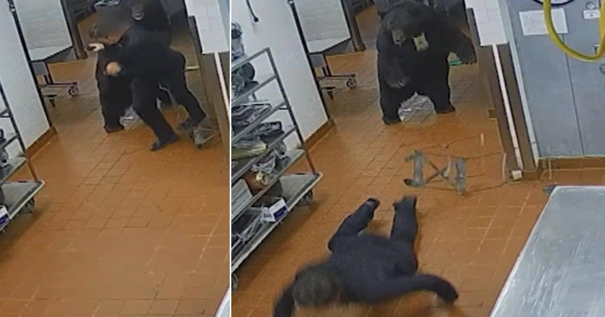 Featured image for "Bear Attacks Security Guard in Aspen Resort, Captured on Camera"