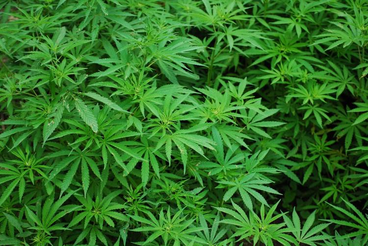 "CBD: A Safe and Effective Solution for Anxiety Relief"