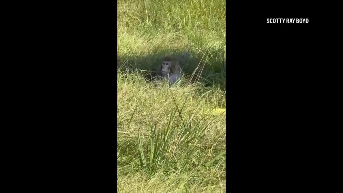 Featured image for Aggressive Monkeys Escape After Truck Crash in Mississippi