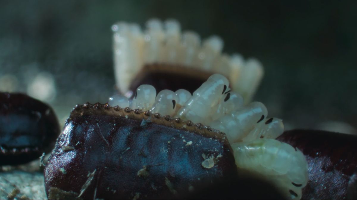 Translucent Cockroach Babies Hatch in Skin-Crawling Footage