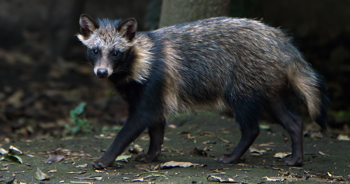 Raccoon Dogs at Wuhan Market Linked to Covid Origins