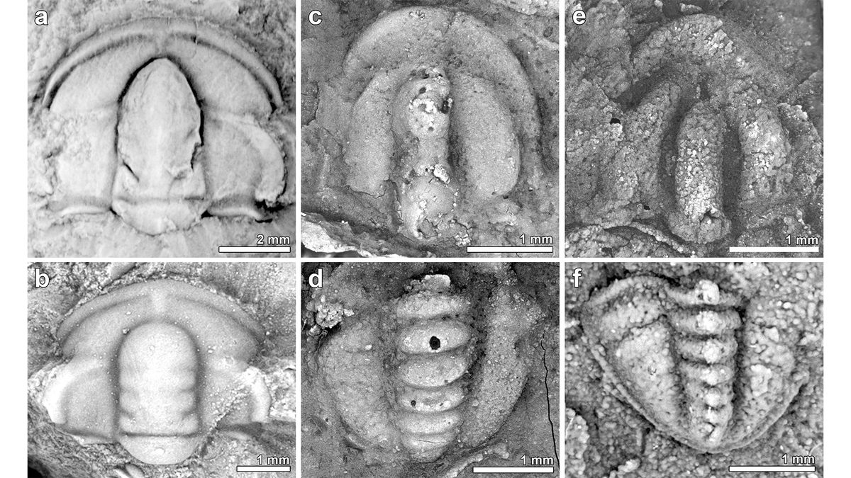 Featured image for Tectonic Plate Shifts Linked to Ancient Mass Die-Off