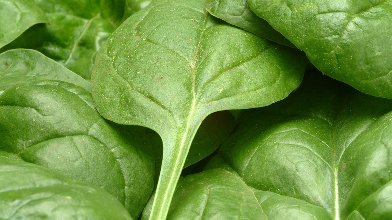 Featured image for "Listeria Contamination Prompts Recall of Spinach in 7 States"