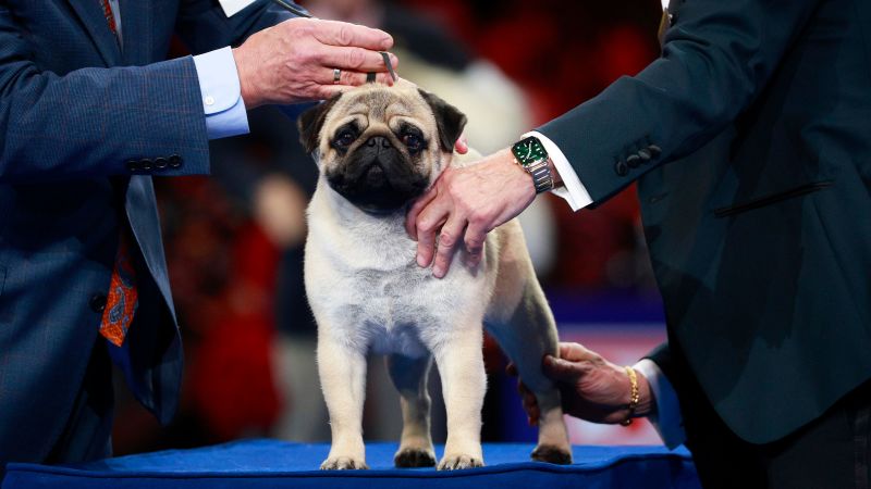 Featured image for Pug Triumphs at 2024 National Dog Show, Stealing the Spotlight