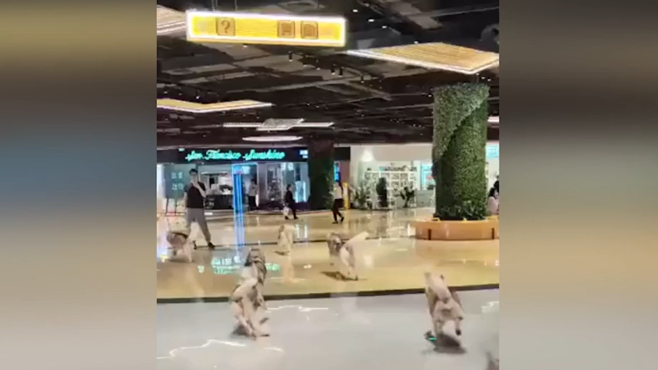 Featured image for "Chaos Unleashed: 100 Huskies Take Over Shopping Mall in Pet Café Mishap"