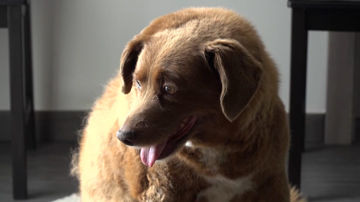 Featured image for "Guinness World Records Revokes Title from Bobi, World's Oldest Dog"