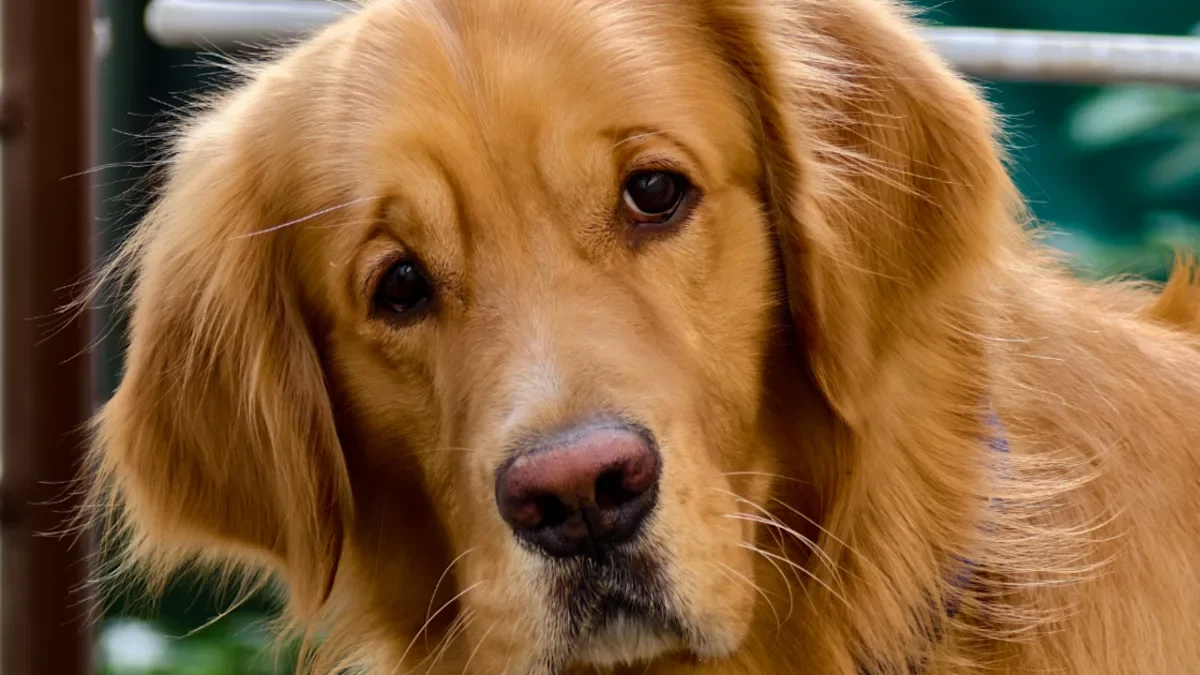 Waffles the Golden Retriever Delivers the Ultimate Offended Look After 'Chonky' Tag