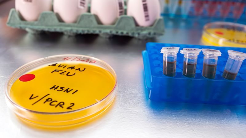 Featured image for Colorado Heat Wave Exacerbates Bird Flu Outbreak Among Poultry Workers