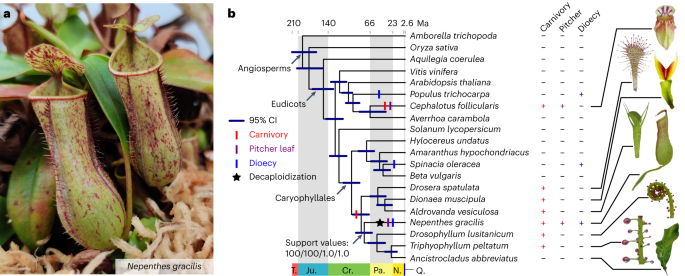 Featured image for Decaploid pitcher plant genome uncovers subgenome dominance and novel gene evolution