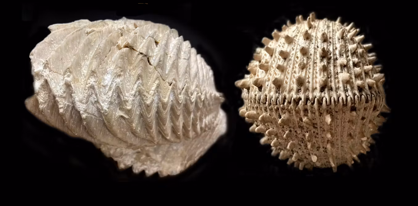 Featured image for Ancient Fossils Reveal Last Mass Extinction's Impact on Ocean Biodiversity