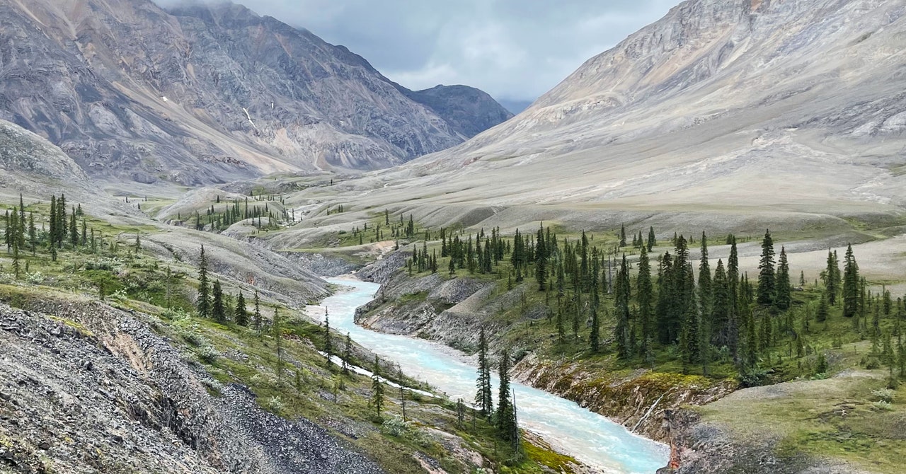 "Declining Sea Ice Leads to Increased Arctic Tree Growth, Posing Environmental Challenges"
