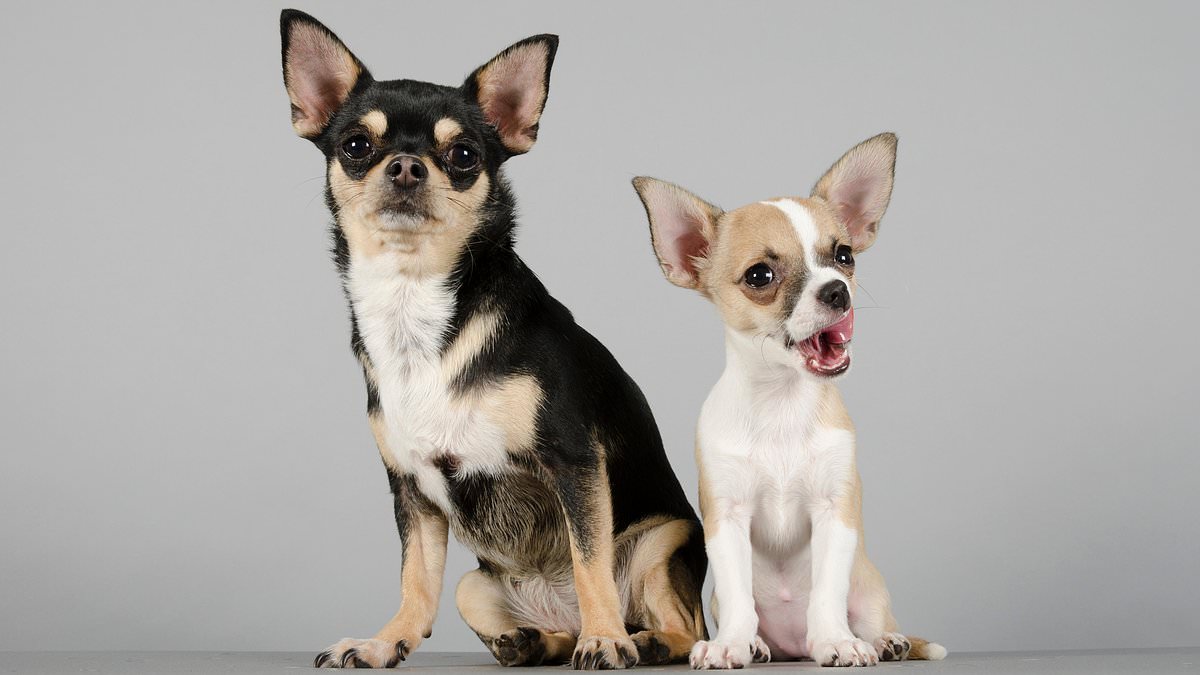 Featured image for "Disease Risk in Dogs: How Size Impacts Health"