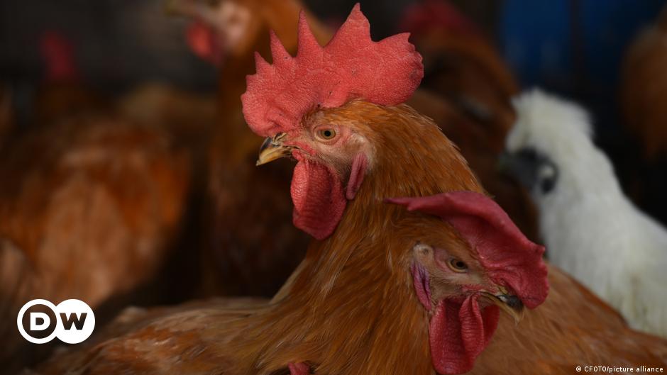 Featured image for WHO confirms first human death from H3N8 bird flu in China.