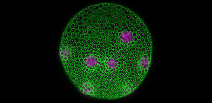 Featured image for Glowing Algae Unveil Life's Geometric Secrets
