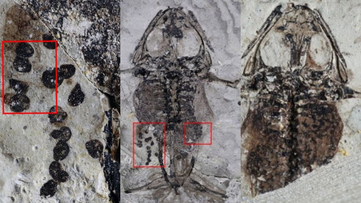 Featured image for "Fossilized Dinosaur-Era Frog Found with Full Belly of Eggs, Likely Killed During Mating"