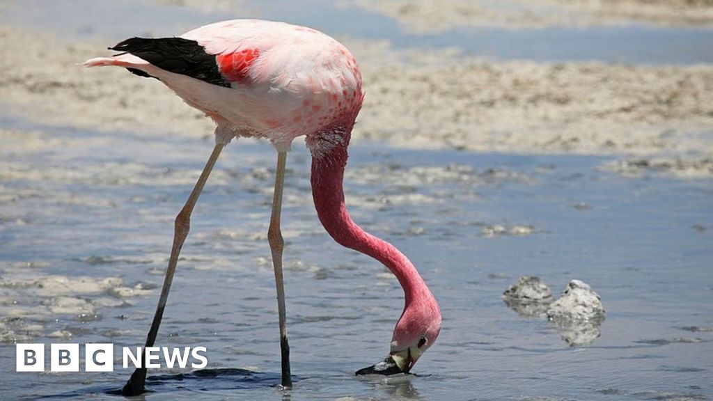 Devastating Bird Flu Outbreak Claims Lives of Hundreds of Flamingos in Argentina