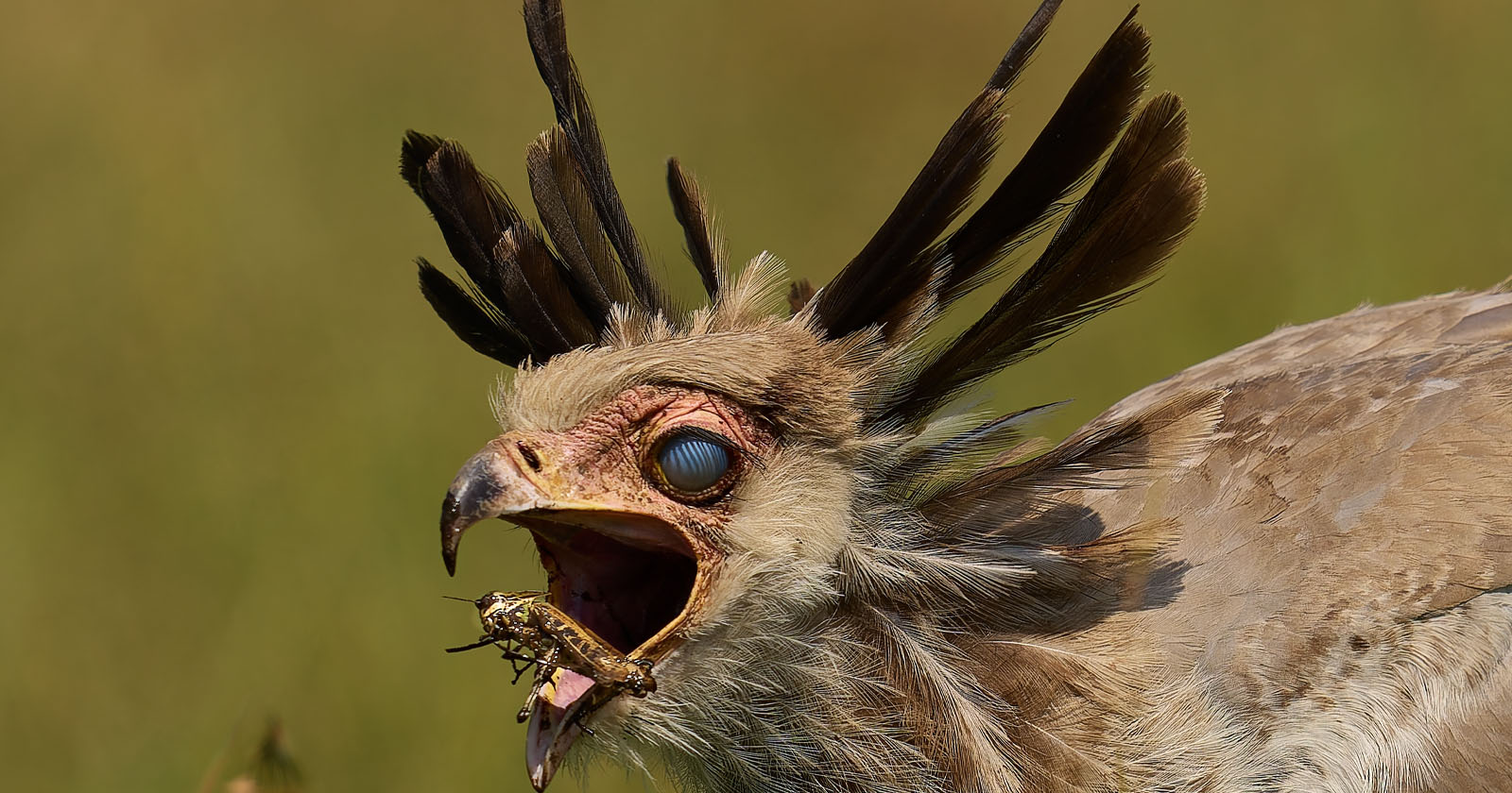 Bird's Hidden Third Eyelid Captured in Award-Winning Photo