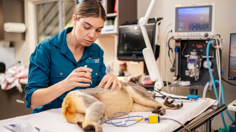 Featured image for Australia approves first chlamydia vaccine to protect koalas