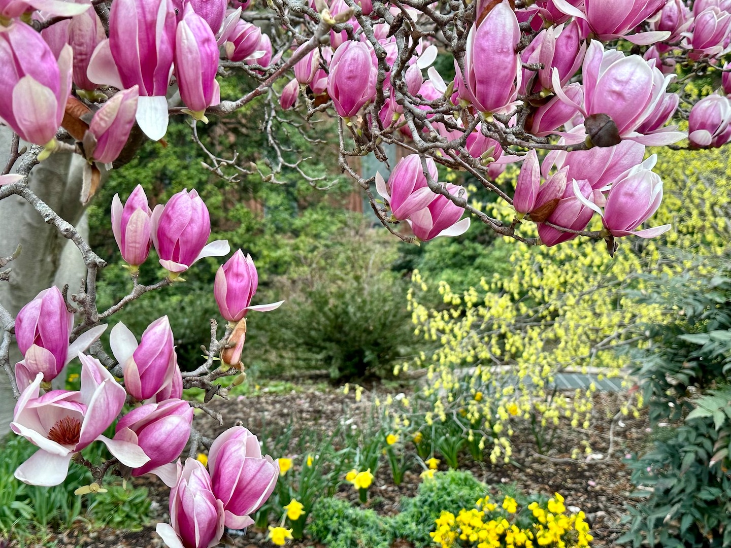 "Rising Tree Pollen Allergies: Coping with Early Spring Season"
