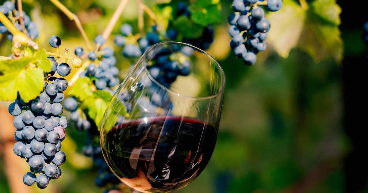 "Climate Change Threatens 90% of Traditional Wine Regions and Alters Grape Fermentation"