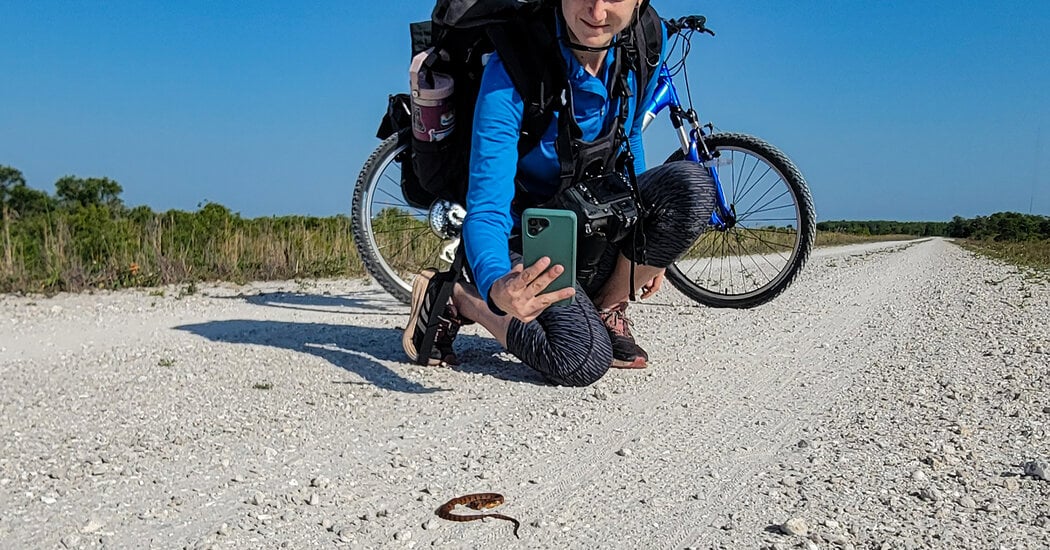 Featured image for Citizen Scientists Boost Ecology Research via iNaturalist