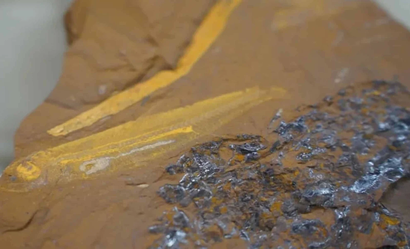 Remarkable 15-Million-Year-Old Fossil Offers New Insights into the Past