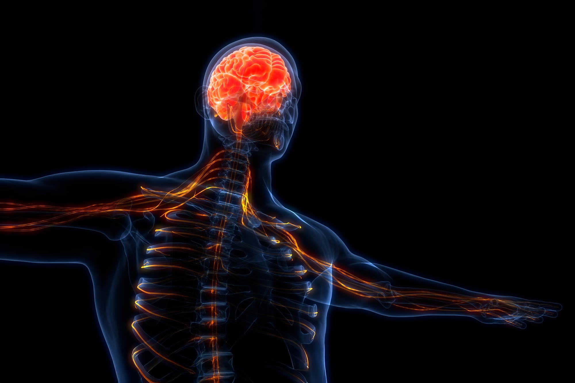 Featured image for Nerve Damage Impairs Whole-Body Immunity