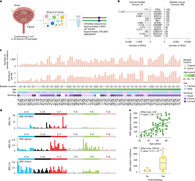 Featured image for Smoking and Sex Influence Bladder Mutation Patterns and Cancer Risk