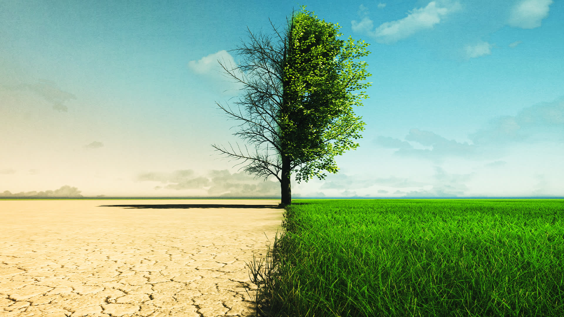 Featured image for "Uncovering the Mystery of Desert Greenery"