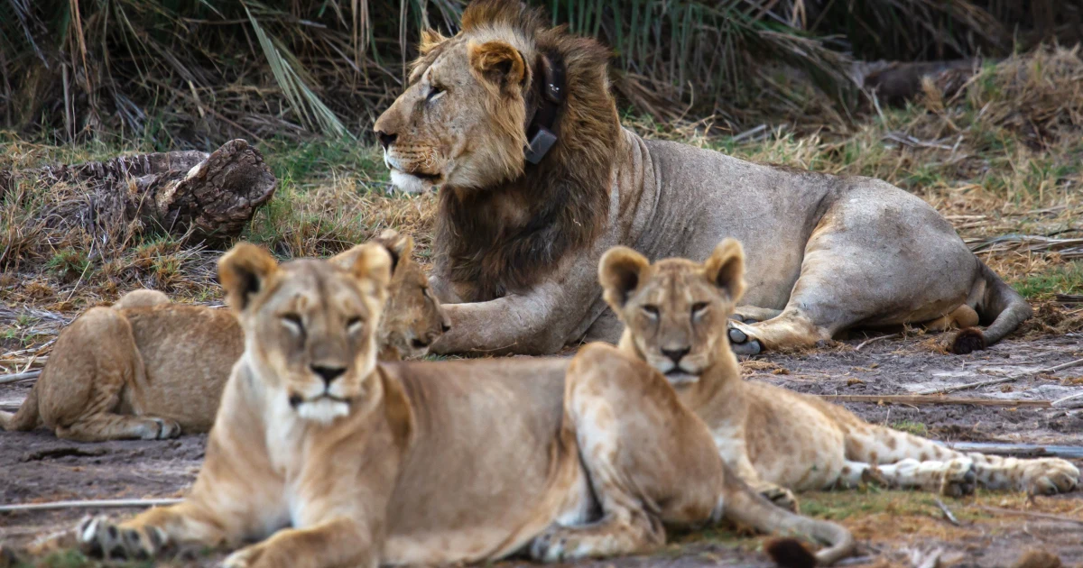 Featured image for Tragic Lion Attack Kills Thai Zookeeper in Front of Visitors