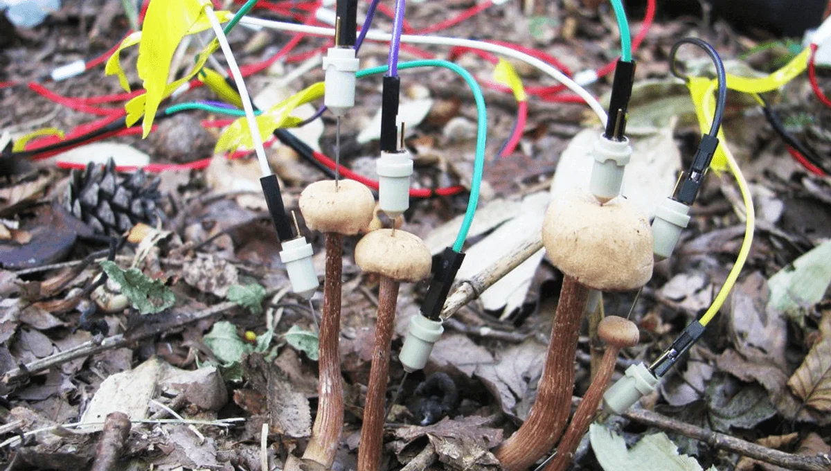 Rainfall Triggers Mushroom Conversations