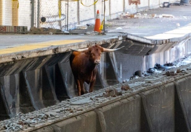 Featured image for "Bovine Chaos: Bull on Train Tracks Sparks Major Delays between Newark and NYC"