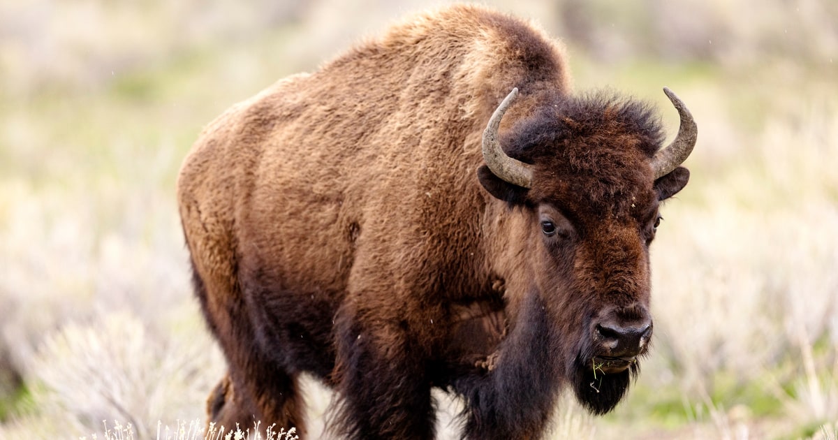 Featured image for Woman Injured in Bison Attack at Yellowstone National Park
