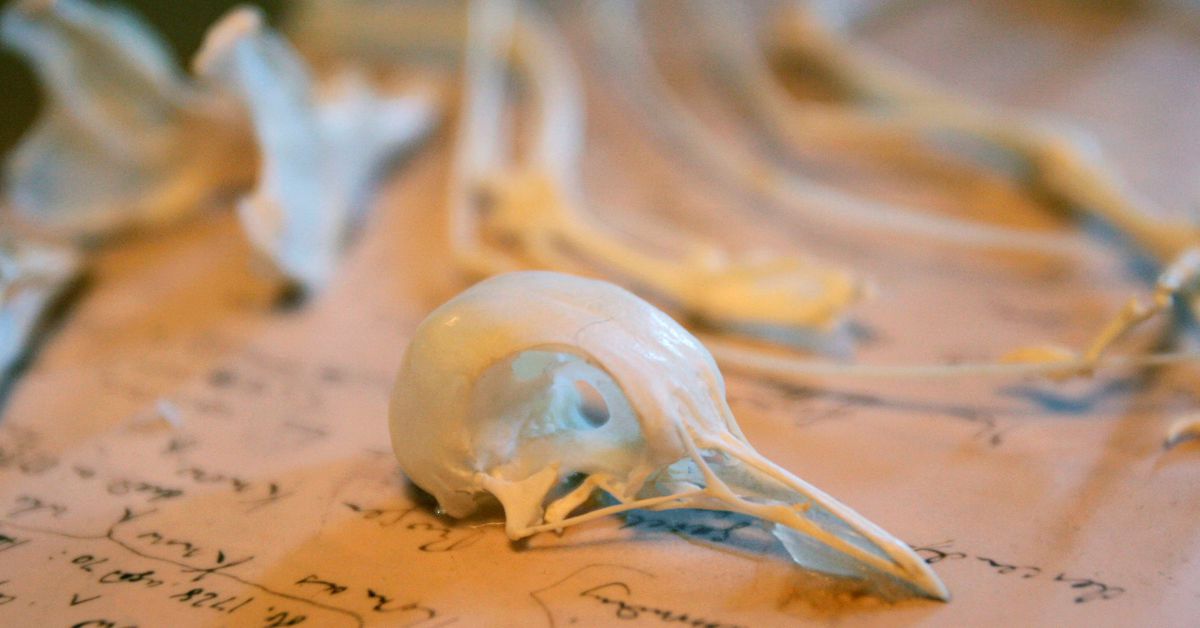 Featured image for "Scientists Discover Groundbreaking Law of Nature, Revolutionizing Our Understanding of Evolution"