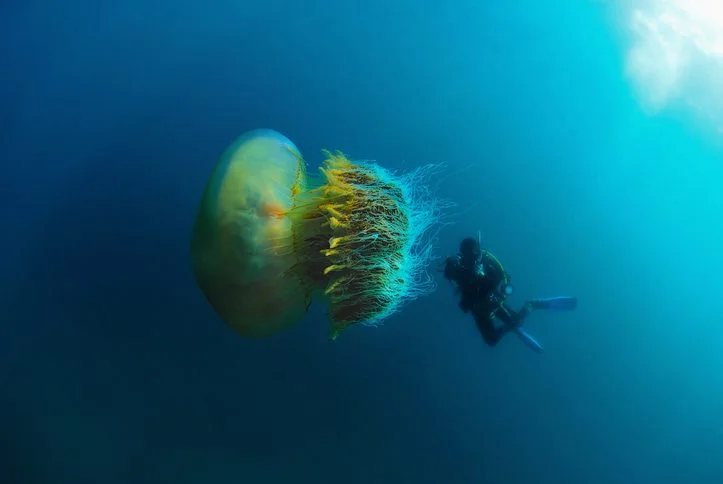 Lion’s mane jellyfish tops the tentacle length chart at 30 meters