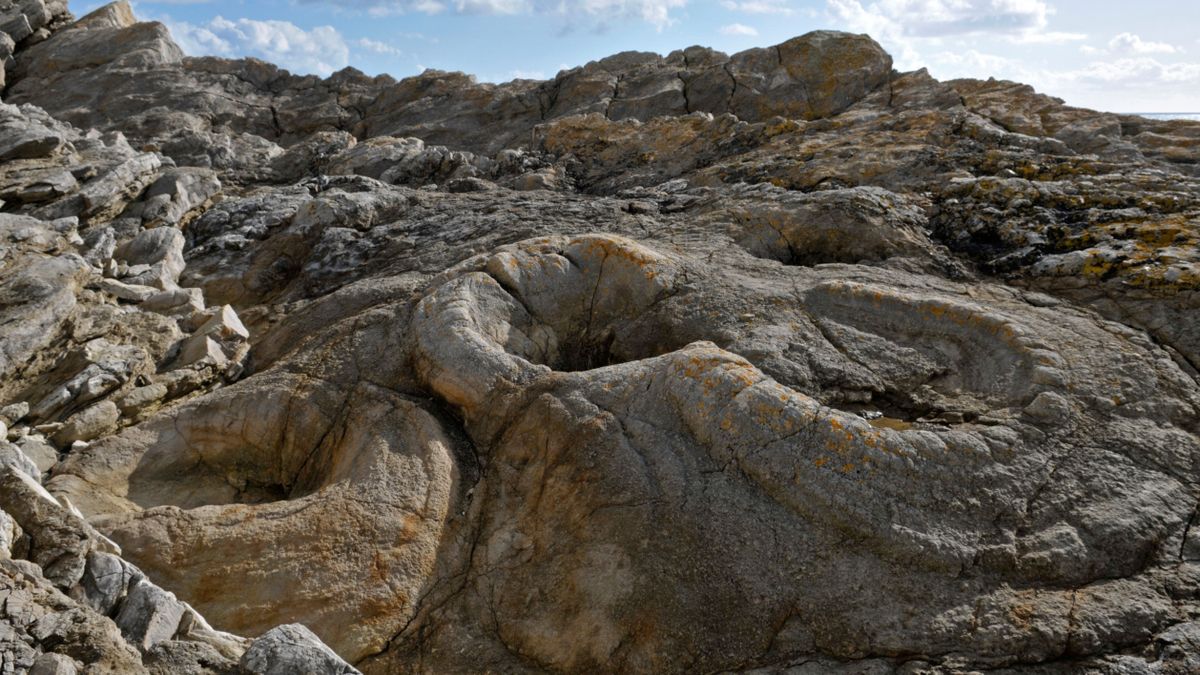 Featured image for Ancient Microbes Preserve 145-Million-Year-Old Fossil Forest in Dorset
