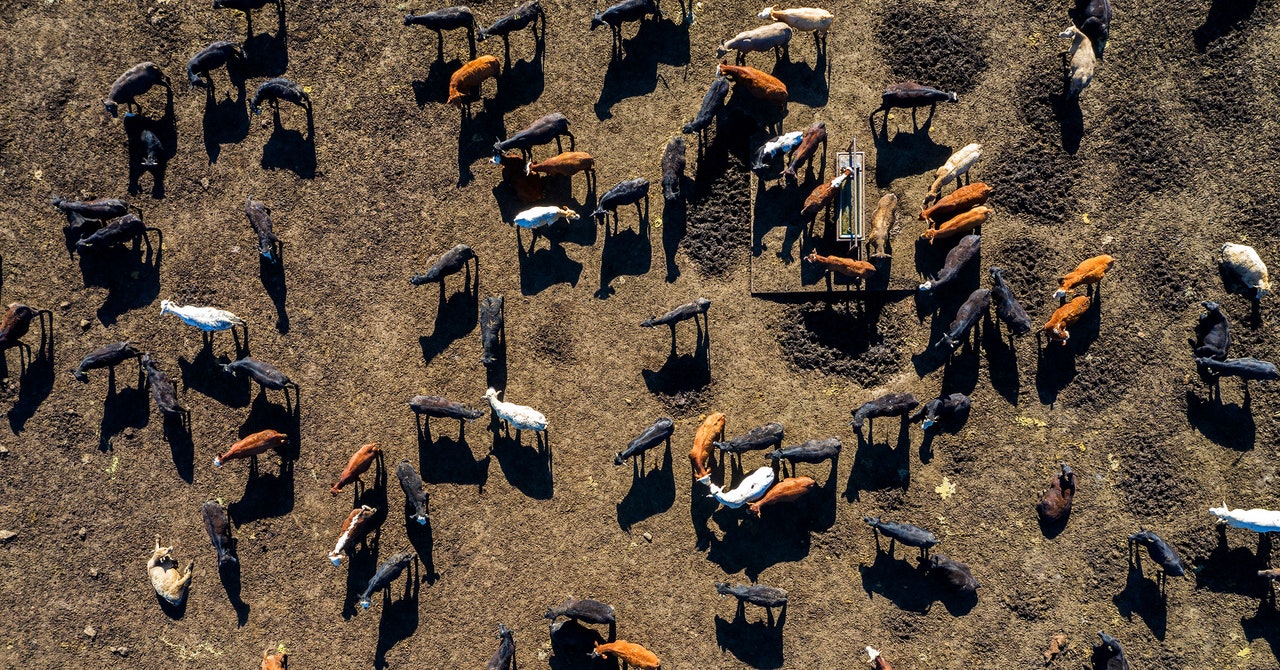 "Understanding the Risks of Bird Flu Spread to Livestock and Humans"