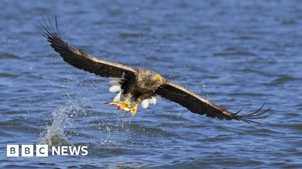 Featured image for Mystery Deepens as White-Tailed Eagles Vanish Across UK